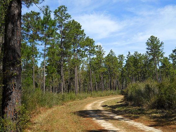 National Forests in Mississippi